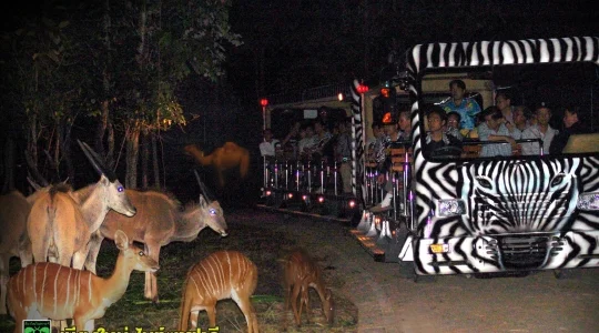 ナイトサファリ